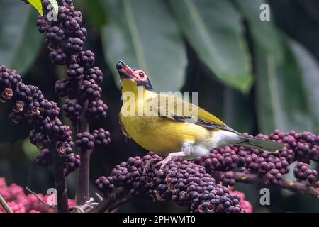 Gelbfeige (Sphecotheres flaviventris, nördliche Rasse) mit Beere im Schnabel, Fütterung von Früchten eines Regenschirms (Schefflera actinophylla), Stockfoto