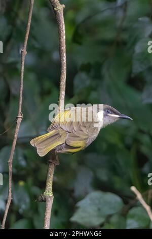 Vertikale Ansicht eines Lewin's Honeyeater (Meliphaga lewinii) hoch oben auf einem Ast im Wald, Atherton Tablelands, Far North Queensland, FNQ, QLD, Aust Stockfoto