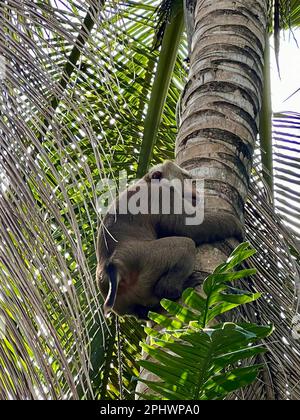 Ko Samui, Thailand. 17. März 2023. Affe Nong klettert auf eine Palme, um Kokosnuss zu pflücken. Makaken als Kokosnusspflücker zu verwenden, ist eine Tradition in Thailand. Die intelligenten Tiere werden hart für ihre Aufgabe gebohrt - und von da an leben sie dauerhaft in Ketten. Tierrechtler sprechen von Grausamkeit, den Besitzern der Tradition. (Dpa 'A life on the Chain: Affen als Kokospflücker in Thailand') Credit: Carola Frentzen/dpa/Alamy Live News Stockfoto