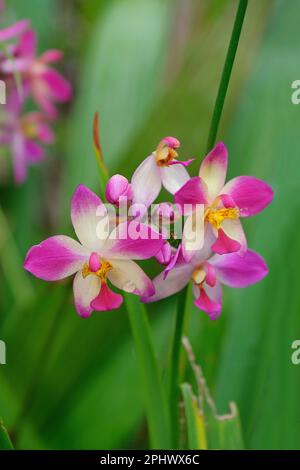 Blühende Spathoglottis oder gemahlene Orchideen, vor unscharfem grünen Hintergrund, eine terrestrische Art, die in den Tropen Asiens vorkommt Stockfoto