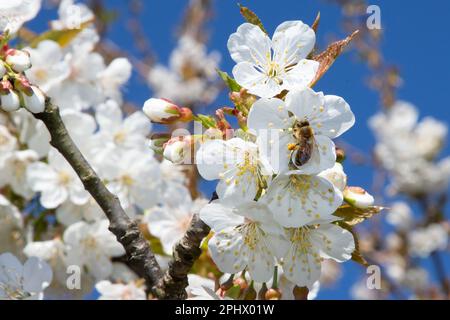 Flying Bee in Spring Blooming auf Closeup in Cherry Tree Stockfoto