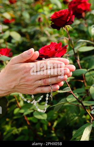 Nahaufnahme gefalteter Hände einer betenden Frau mit Rosenkranz auf rotem Rosenhintergrund, selektiver Fokus. Stockfoto