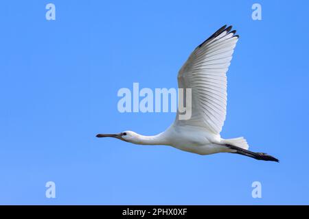 Ein fliegender Löffel an einem sonnigen Tag im Sommer, blauer Himmel, Nordfrankreich Stockfoto