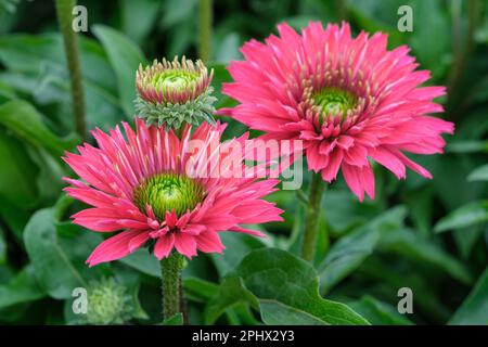 Echinacea Sunseekers Sweet Fuchsia, mehrjährig, doppelte fuchsienrosa Blumen, zentralbraune Kegel Stockfoto