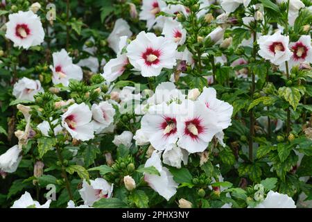 Hibiscus syriacus Rotes Herz, Rose von Sharon Rotes Herz, einzelne Blumen rein weiß mit tiefroten Zentren, Stockfoto