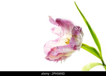 Offene rosa Vintage-Papageientulpe mit gelben Pollen, Wassertropfen und grünen Blättern, wunderschöner Blumenkopf isoliert auf weißem Hintergrund, Kopierraum, Sele Stockfoto