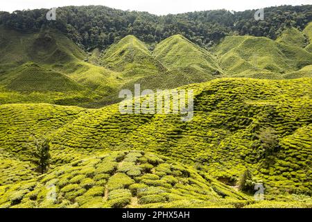 Teeplantage in Cameron Highlands, Malaysia Stockfoto