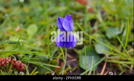 Viola odorata oder Holzviolett, das im Gras eines öffentlichen Parks wächst Stockfoto