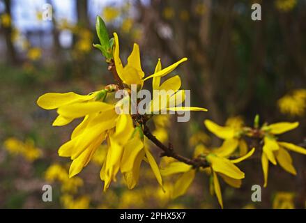 Zweig eines gelb blühenden Forsythia x Intermediastauchs Stockfoto