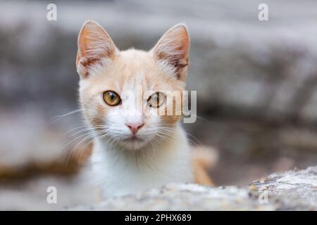 Süßes Katzenbaby, Ingwer mit weißen und wundervollen Augen, Blick auf den Hintergrund im Garten, Nahaufnahme Stockfoto