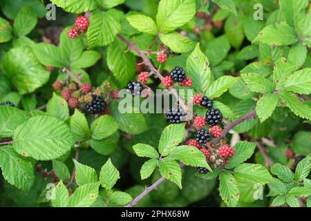 Rubus fruticosus, Bromble, Brombeere, reife, essbare Früchte, die im Busch wachsen Stockfoto