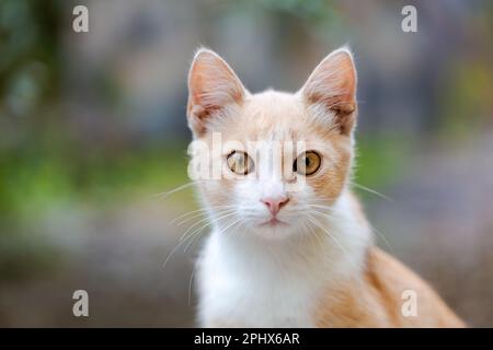 Orangefarbene Katze im Freien, Blick auf die Ingwerkatze, natürlicher grüner Hintergrund. Flauschige Hauskatzen verbringen Zeit im Freien. Flauschiges Kätzchen gegen Baumjubel, Dorfzone. Stockfoto