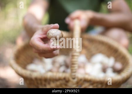 Die Hände halten einen Haufen Pilze über dem Korb Stockfoto