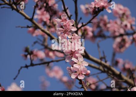 Pfirsichblüten Blüten auf einem Baum Stockfoto