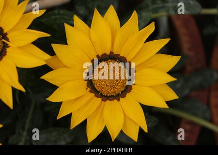 Gazania Rigens Blume. Schatzblume „Daybreak“ Stockfoto