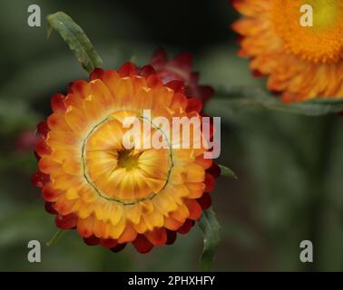 Strawflower, Kupferrot. Die Ewige Daisy Ewig. Blume Für Immer. Goldpapier. Daisy Strawflower Stockfoto