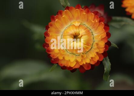 Strawflower, Kupferrot. Die Ewige Daisy Ewig. Blume Für Immer. Goldpapier. Daisy Strawflower Stockfoto