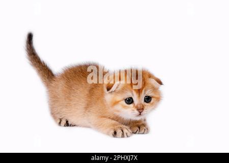 Schottische gerade goldschattige Chinchilla-Kätzchen Stockfoto