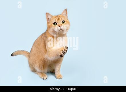 Schottische, gerade goldene, schattige Chinchilla männliche Katze mit grünen Augen Stockfoto