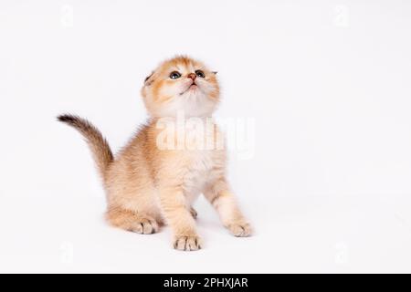 Schottische gerade goldschattige Chinchilla-Kätzchen Stockfoto