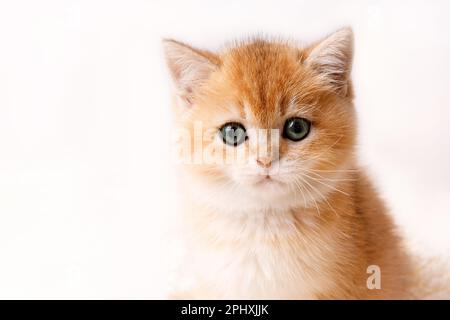 Schottische gerade goldschattige Chinchilla-Kätzchen Stockfoto