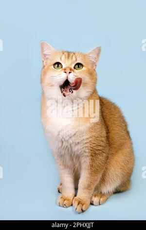 Schottische, gerade goldene, schattige Chinchilla männliche Katze mit grünen Augen Stockfoto