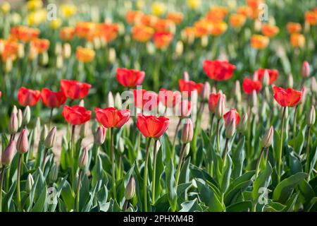 Üppige Tulpenblüten mit roten Blütenblättern auf dem Feld mit blühenden Wiesen im Sonnenlicht Stockfoto