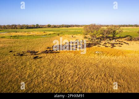 Luftaufnahme einer Büffelherde in der Landschaft des Okavango-Deltas. Tierpfade, Bäume und grünes Grasland. Okavango Delta, Botsuana Stockfoto