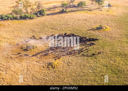 Luftaufnahme einer Büffelherde in der Landschaft des Okavango-Deltas. Tierpfade, Bäume und grünes Grasland. Okavango Delta, Botsuana Stockfoto