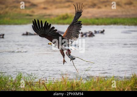 Afrikanischer Seeadler (Haliaeetus vocifer) fing einen Fisch mit seinen großen Krallen im Flug. Flügel spreizen sich, Fische in Krallen. Okavango Delta, Botsuana, Afrika Stockfoto