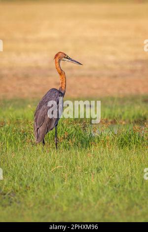 Goliath-Reiher (Ardea goliath) auf Nahrungssuche in den Okavango-Sümpfen. Der Vogel sucht nach Nahrung. Okavango Delta, Botsuana, Afrika Stockfoto