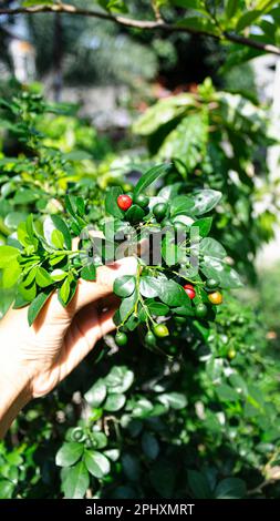 Orange Jessamin Fruit oder Mock Orange Fruit oder Kemuning Stockfoto