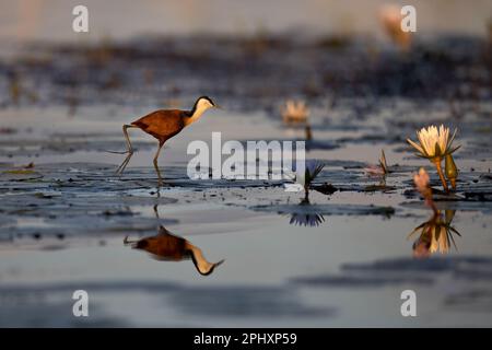 Afrikanisches Jacana (Actophilornis africanus), das auf schwimmender Vegetation zwischen Seerosen läuft, südliches Afrika - Okavango Delta, Botsuana, Botsuana. Stockfoto