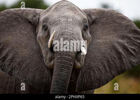 Afrikanisches Elefantenporträt - Begegnung mit einem weiblichen Elefanten. Elefantenweibchen sind immer sehr schützend - Okavango Delta, Botswana, Botsuana. Stockfoto