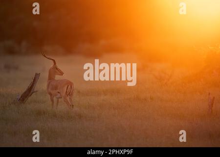 Ein hübscher Impala Buckis ist sehr wachsam. Im schönsten Abendlicht steht er im Gras der Savanne, er schaut nach oben und ist bereit zu springen Stockfoto