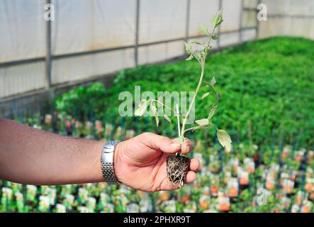 Landwirtschaftliches Gewächshaus eines italienischen Unternehmens: Arbeiter, der die Qualität des Tomatensämmens prüft Stockfoto