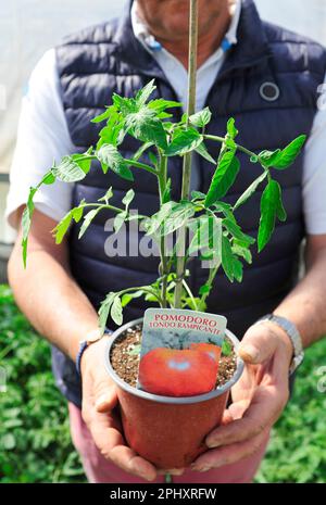 Die Hand eines männlichen Landwirts hält ein Tablett mit Tomatenkeimlingen, die in einem Gewächshaus aus biologischem Gemüse wachsen - Italien Stockfoto