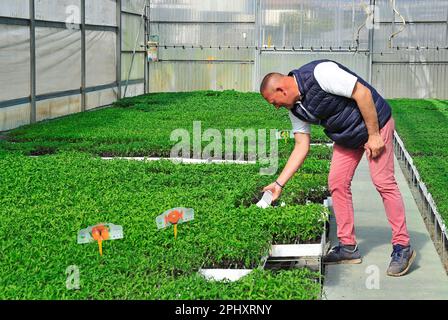 Landwirtschaftliches Gewächshaus eines italienischen Unternehmens: Arbeiter, der die Qualität der Tomatenkeimlinge prüft Stockfoto