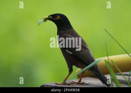 Die gewöhnliche Myna oder indische Myna (Acridotheres tristis), manchmal auch mynah buchstabiert, ist ein Vogel in der Familie Sturnidae, die in Asien heimisch ist. Ein Allesfresser Stockfoto