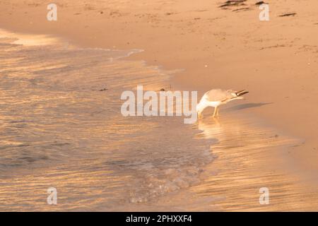 Sonnenuntergang am Samil Beach, Vigo, Galicien, Spanien Stockfoto