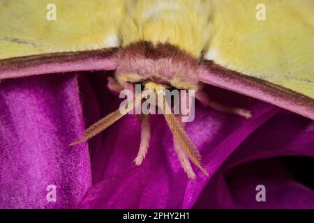 Chinesische Mondmotte (ACTIAS dubernardi), männlich mit großen Antennen, Vorderansicht Stockfoto