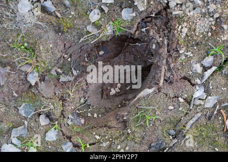 Wapitis, europäischer Elch (Alces alces alces), Fußabdruck im Schlamm, Skandinavien Stockfoto