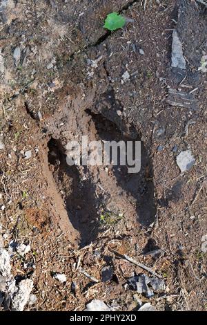 Wapitis, europäischer Elch (Alces alces alces), Fußabdruck im Schlamm, Skandinavien Stockfoto