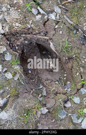 Wapitis, europäischer Elch (Alces alces alces), Fußabdruck im Schlamm, Skandinavien Stockfoto