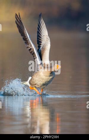 Graugans (Anser anser), ausgehend von Wasser, Deutschland, Niedersachsen Stockfoto