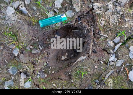 Wapitis, europäischer Elch (Alces alces alces), Fußabdruck im Schlamm, Skandinavien Stockfoto