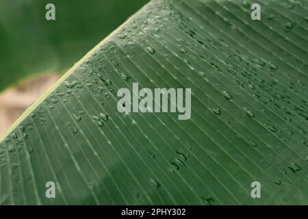 Grünes Blatt mit Wassertropfen. Tautropfen am Morgen leuchten in der Sonne. Schöne Blattstruktur in der Natur. Natürlicher Hintergrund Stockfoto
