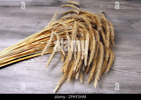 KulturRoggen (Secale cereale), Roggenbündel Stockfoto