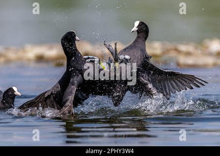 Schwarzkauz (Fulica atra), zwei eurasische Kutschen, die im flachen Wasser kämpfen, Seitenansicht, Deutschland, Baden-Württemberg Stockfoto