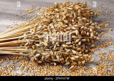 Kulturhafer, gemeiner Hafer (Avena sativa), Haferbündel Stockfoto